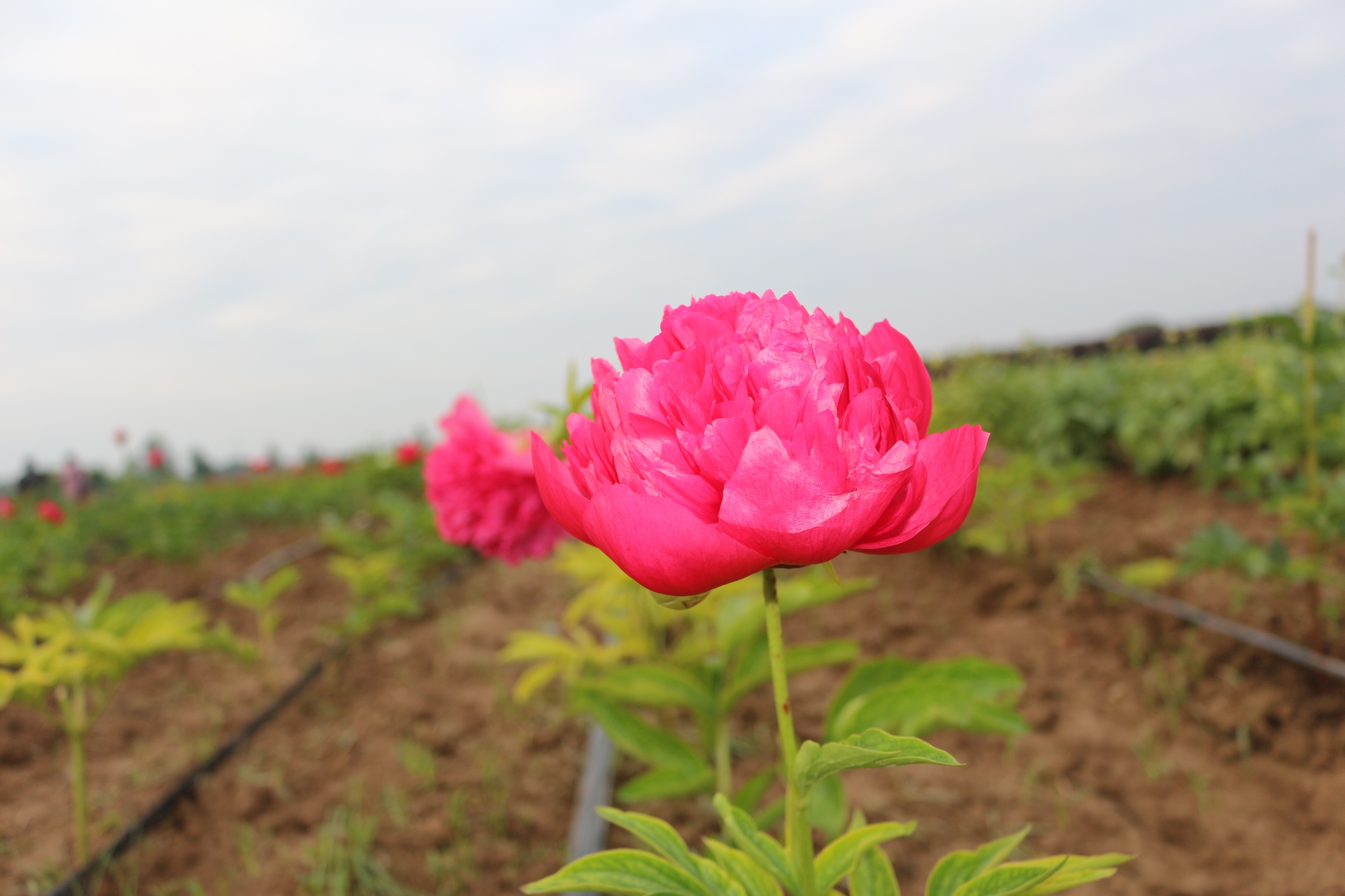 山东菏泽百亩芍药开出乡村振兴之花