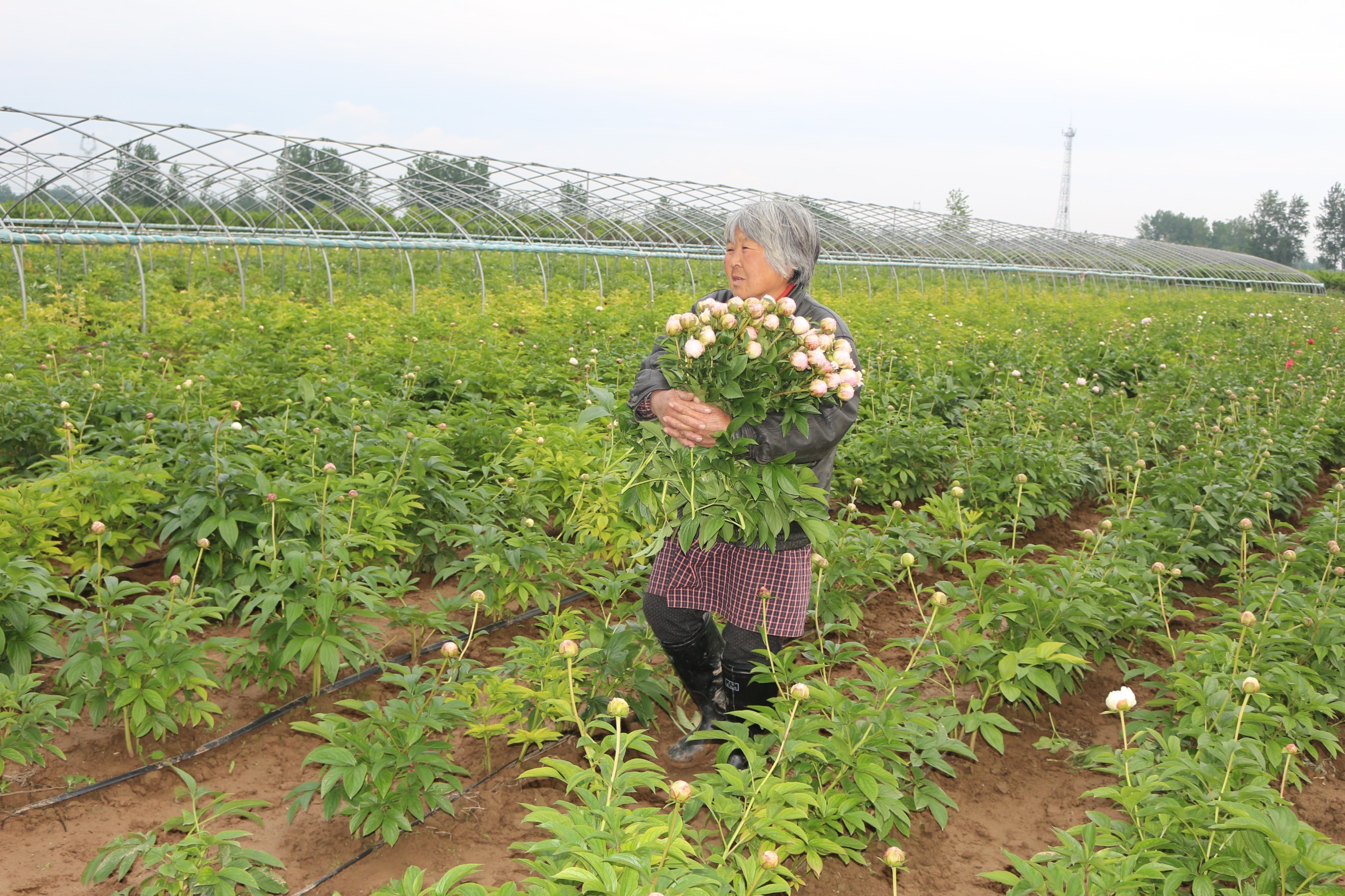 山东菏泽百亩芍药开出乡村振兴之花