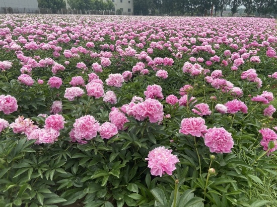 山东省菏泽市大田芍药华丽绽放